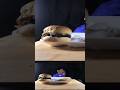 #eatingsounds #homemadefood #cheeseburger #mukbang