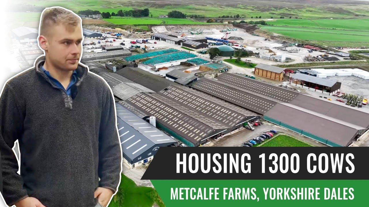 Housing 1300 Cows, Metcalfe Farms, Yorkshire Dales YouTube