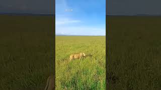 A strolling hungry lioness in green grasslands of Masai Mara, Kenya ??