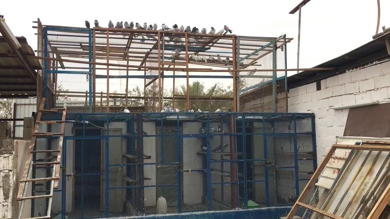 Raja Tariq mehmood ki chat ka view in Saudi Arabia tabuk ||| Pigeons