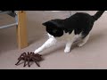 Cat vs giant spider tarantula rc
