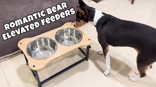 Basenjis Get Romantic Bear Elevated Feeders by Basenji Adventures 223 views 3 months ago 1 minute, 25 seconds