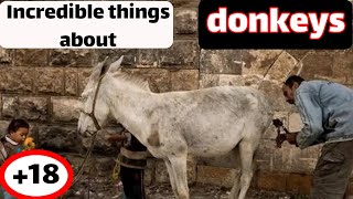 Incredible things about donkeys by Animal Explorer 621 views 1 year ago 3 minutes, 41 seconds