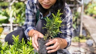 “My Plant Nursery Tour 🌿 | So Peaceful & Satisfying” Part 2