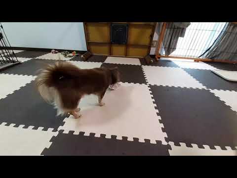 2ワン🐶おやつタイム😋👍