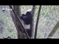 Who Knew Happiness Came In Crunchy Bamboo? | iPanda