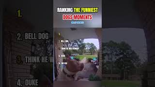 Ranking the funniest Dogs Moments 😂 #pets #ranking #funny #dogs 