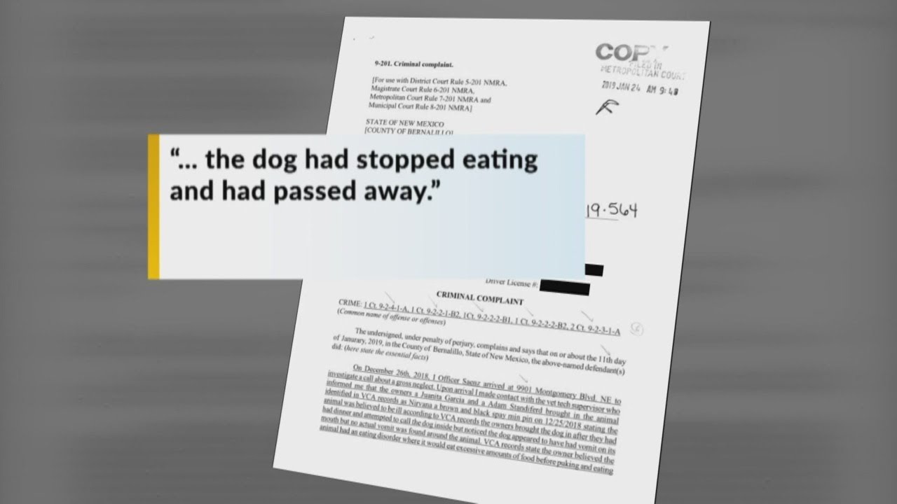 Woman facing charges after antifreeze found in dog's system