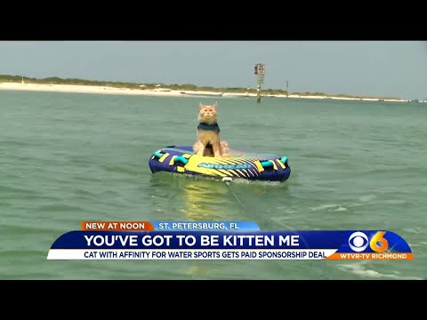 Video: Pet Scoop: Shelter Kitten hjelper med ekteskap forslag, Florida hund funnet i New Jersey