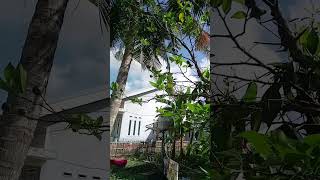 buah jeruk depan rumah udah berbuah