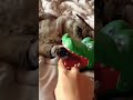 Você vai rir com esses gatos levando susto #gatos #memes