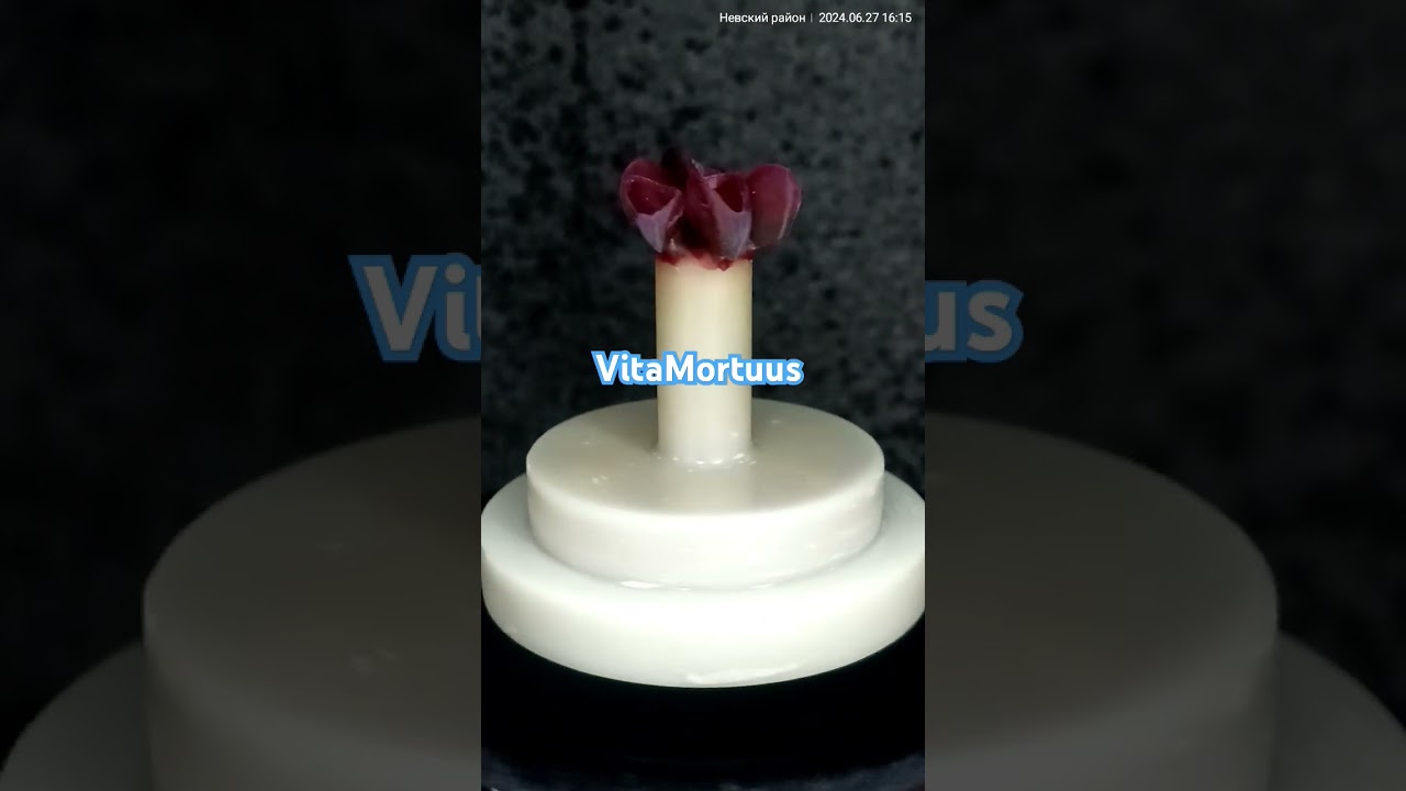 emax press anatomy 🦷 stomatology implants ZrO2 Санкт Петербург эмакс пресс полная анатомия виниры