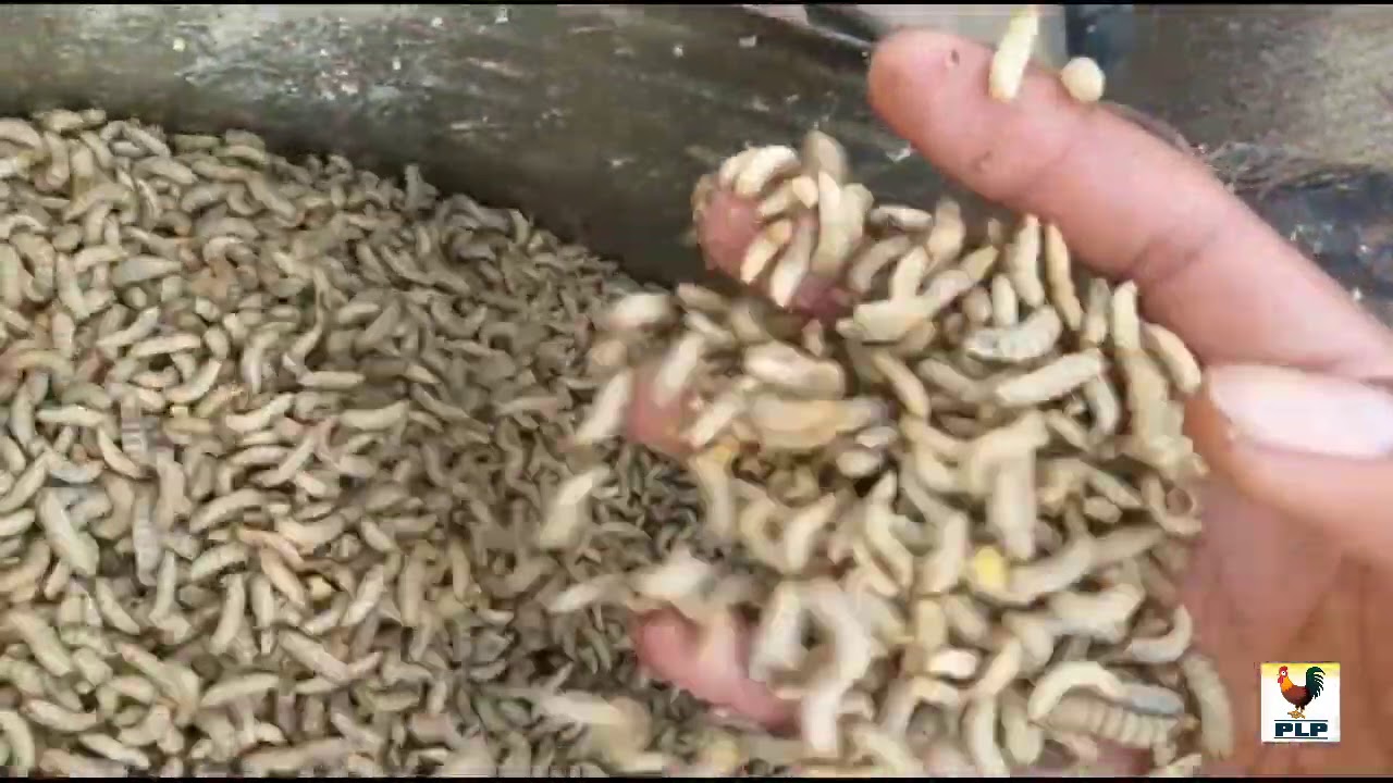 आता कोंबड़यांच खाद्य खर्च कमी करा || तुमच्या शेड वर BSF कीड़े तैयार अशे करा.