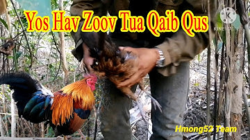 ຕໍ່ໄກ່ປ່າກີນ tua qaib qus