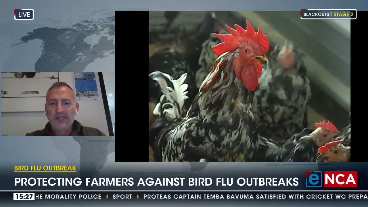 Bird flu outbreak | Importance of insurance for poultry industry