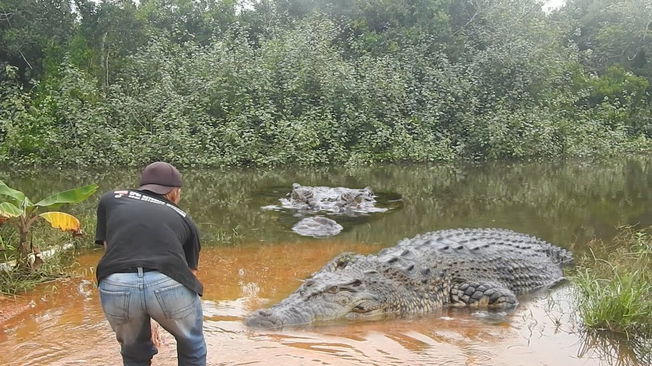 Ratu Buaya pun takut dengan Buaya seruni sang penguasa muara kulan!!!