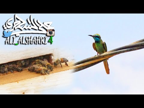 ما الذي يحدث ل النحل إذا شاهد طائر الوروار