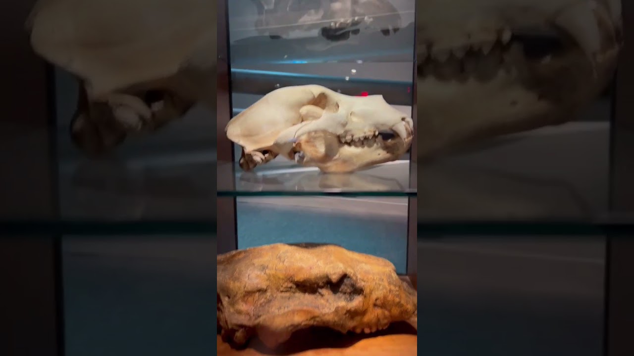 Grizzly Bear skull and Short Faced Bear skull