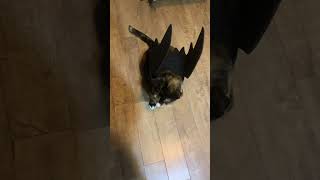 옷 입혔더니 고장난 고양이(cat acting weird when she get dressed up)