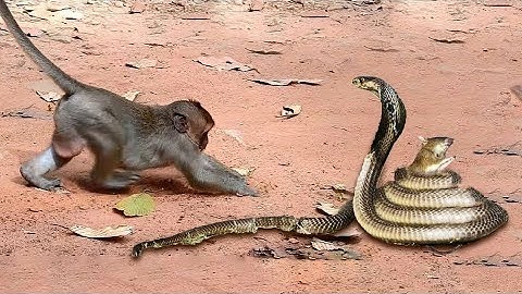 Snake vs Monkey - Hero Monkey saved Mouse from Snake - Wild Animals Entertainment