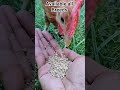 Desi Murgi Farm!! Available all Breeds #desimurgi #desimurga #hen #farm #youtubeshorts #shorts