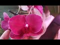 Небольшой обзор цветущих орхидей на конец февраля. Есть реанимашка, что с ней делать?