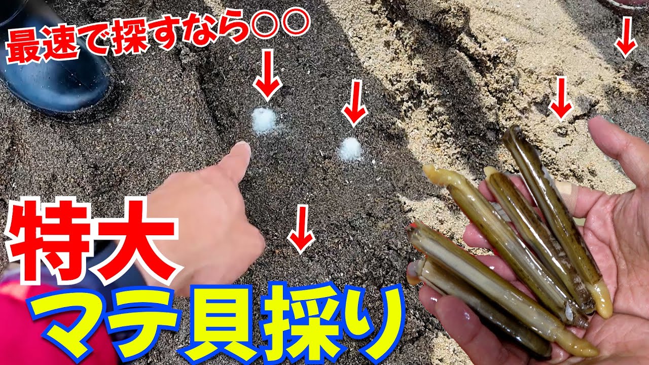 マテ貝採り！魔法の塩入れたら巨大マテ貝が出てくる！普段より1か月遅れで今年の砂浜の穴にを探しに行ったら過去巨大で驚愕！大人も子供も楽しめる潮干狩り
