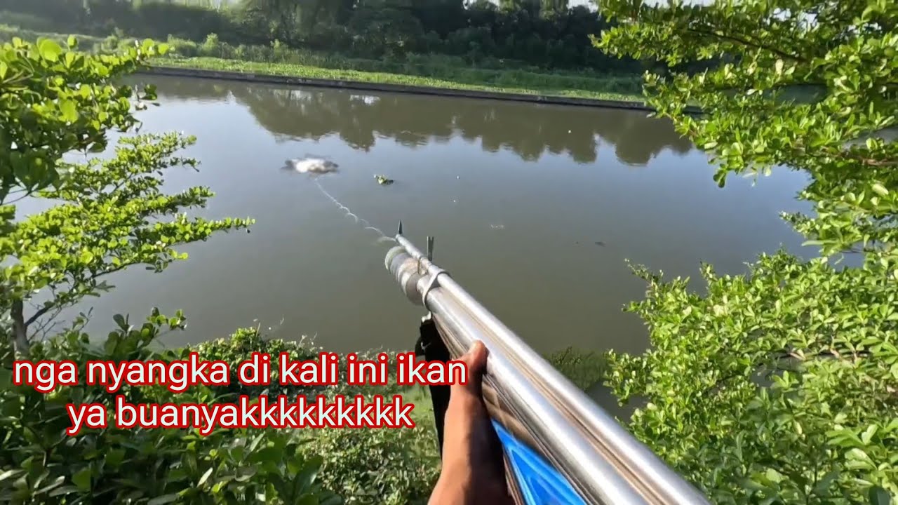 2 ekor ikan rawa tumbang ,Paser mania mantap