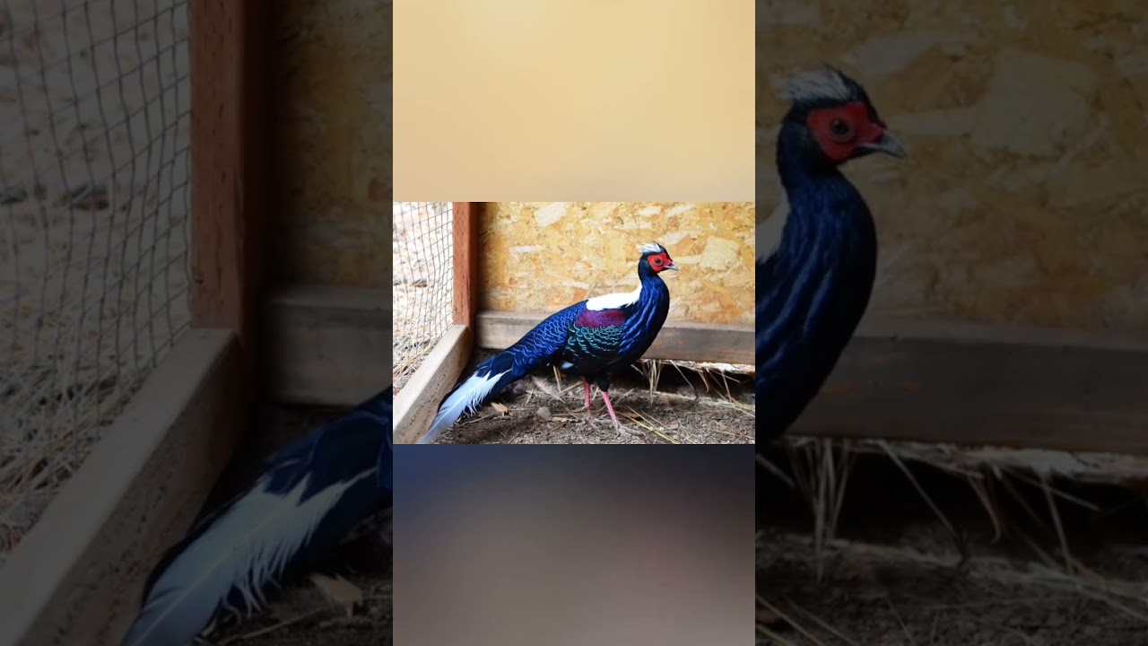 A young Swinhoe's Pheasant turning into his father 