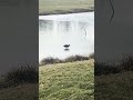 Melting pond 🦆🧊