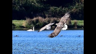 extended footage of a white tailed eagle seen from the tern hide at blashford lakes 22/11/24 #birds