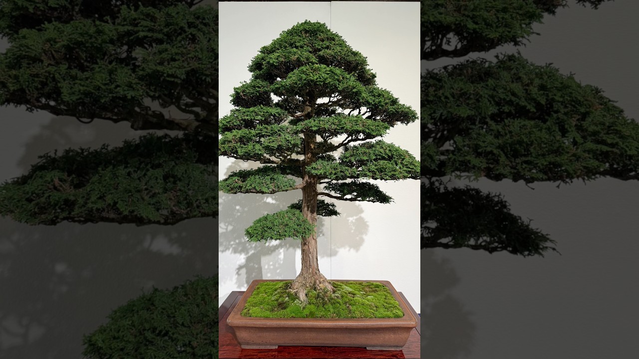 津山檜【盆栽】第99回 国風盆栽展【Bonsai】The 99th Kokufu Bonsai