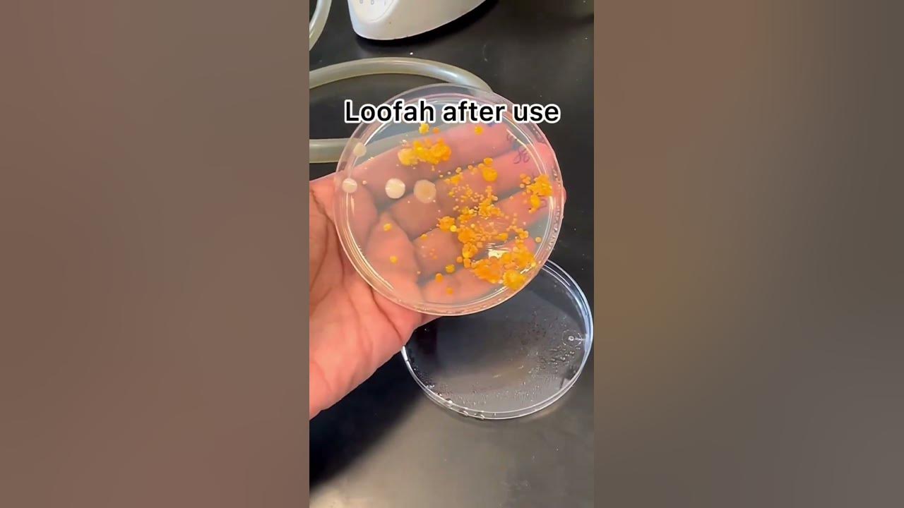 we-had-a-microbiologist-do-an-experiment-for-us-to-see-how-much