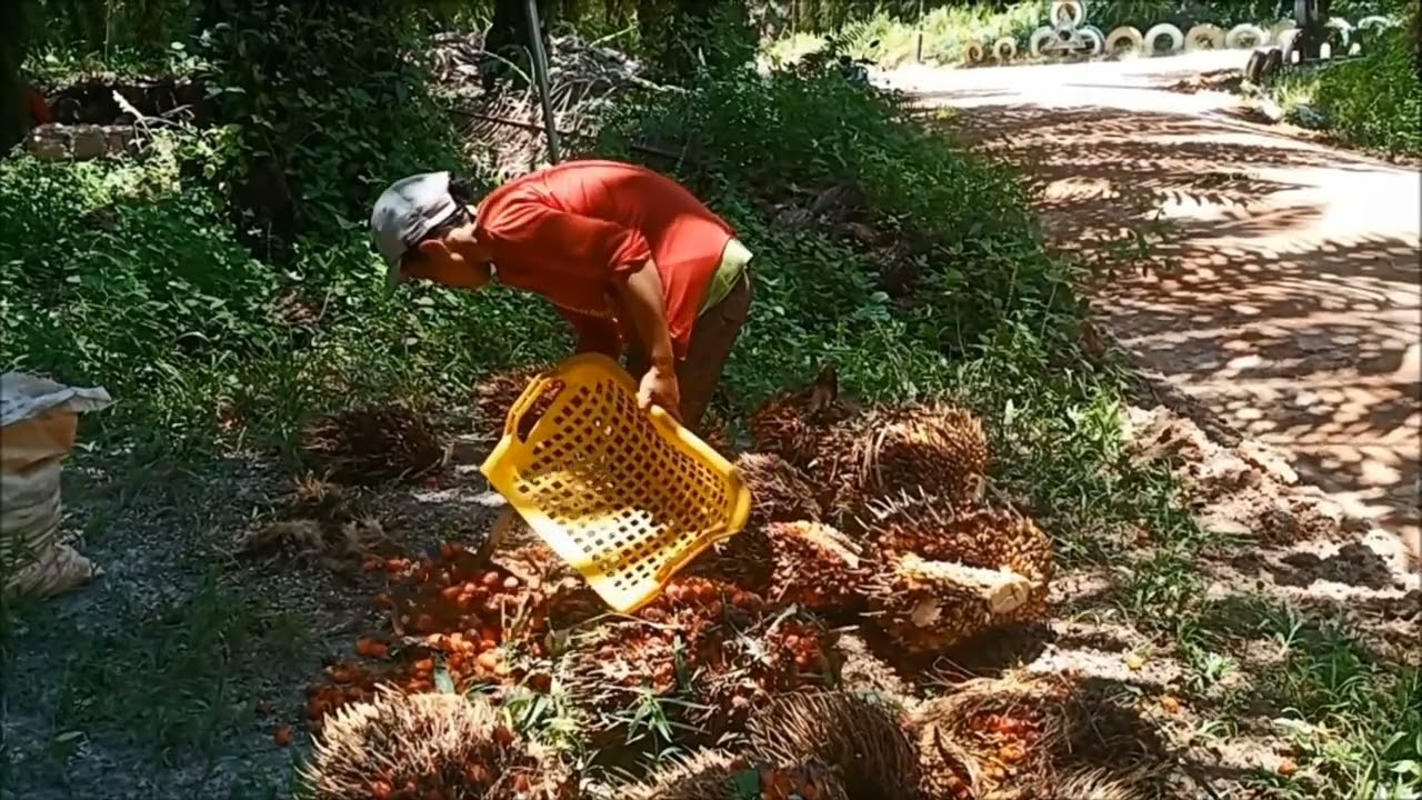 Company Profile PT. Tunas Agro Subur Kencana 1