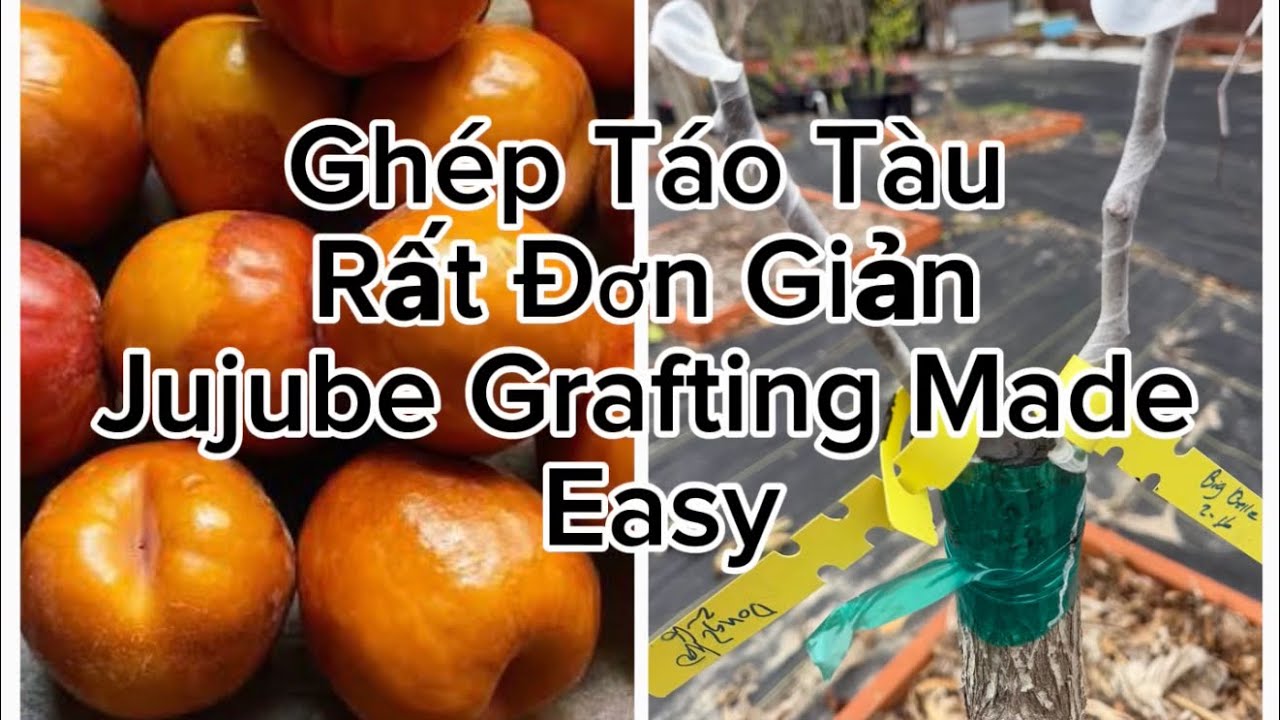 ￼ Hướng dẫn ghép táo tàu thành công rất cao ￼ và đơn giản   How to graft jujube tree. 