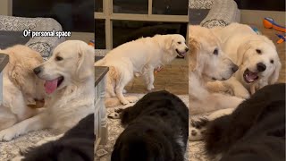 Golden Retriever Pup Doesn’t Understand Personal Space by Charlie The Golden 18 91,349 views 2 months ago 2 minutes, 15 seconds