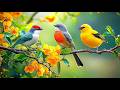 Soothe Your Soul Piano Birdsong For Anxiety Rescue 
