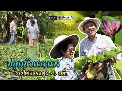 ปลูกบัวกระถาง รายได้เดือนละ 2 - 3 หมื่น | ข่าวช่องวัน | one31