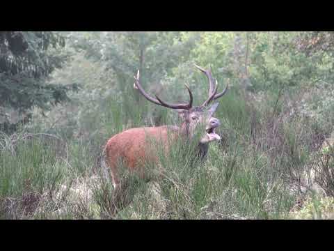 BRAME  DU CERF VOSGES 2018