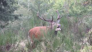 Brame Du Cerf Vosges 2018