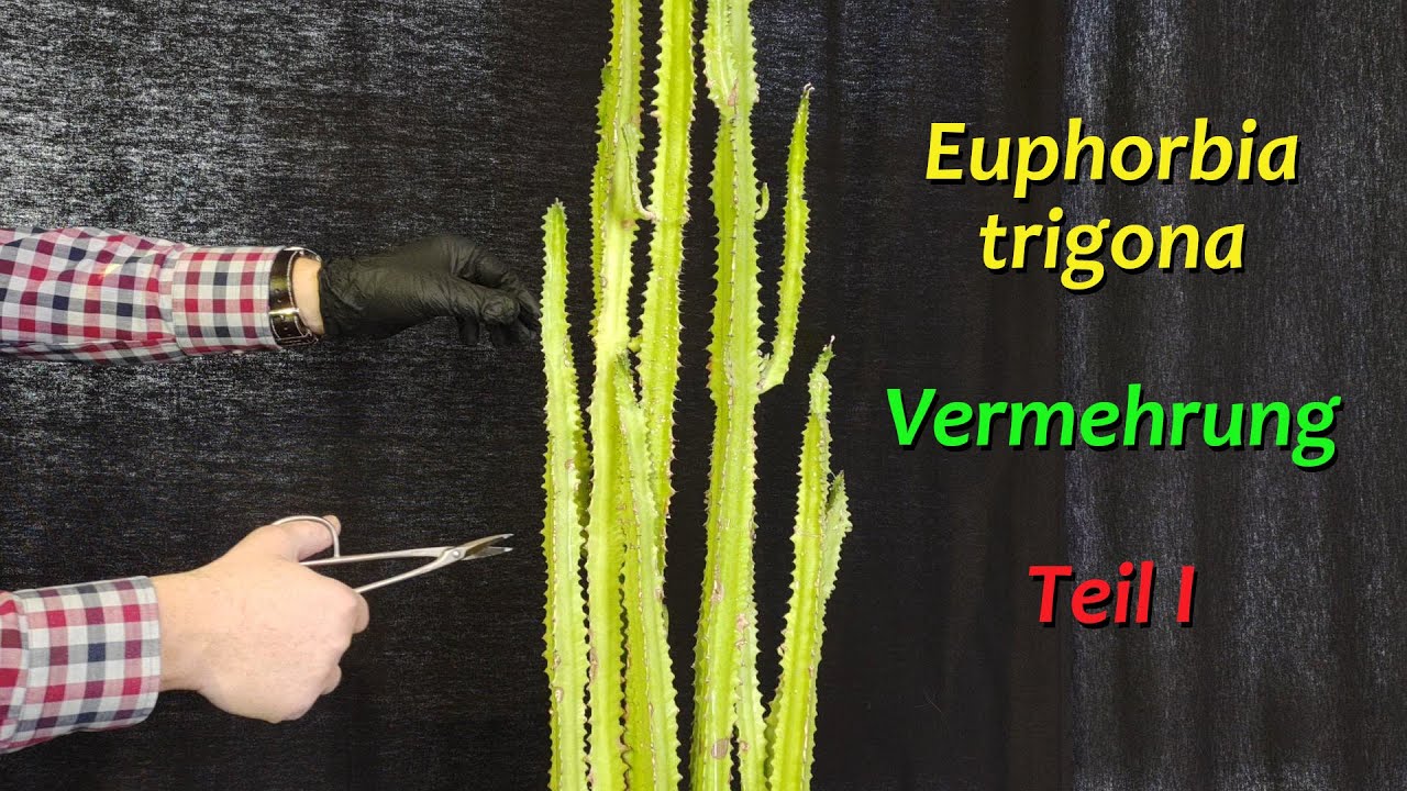 Euphorbia trigona - Vermehrung - Teil I