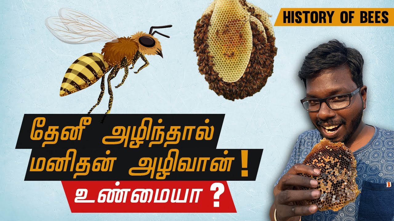 Interesting facts about Bees | தேனீக்களை பற்றிய அறியாத தகவல்கள் | onriya uyirinam | Big Bang Bogan