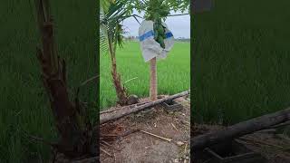 Download Lagu Lagu Untuk Petani, Create by Ai @djojohadikusumo MP3 Download Lagu Lagu Untuk Petani, Create by Ai @djojohadikusumo MP3