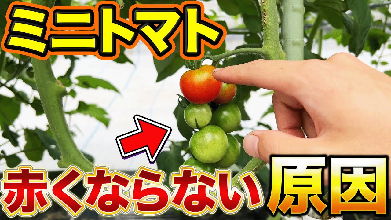 Why?] When growing cherry tomatoes, the reason why the tomatoes