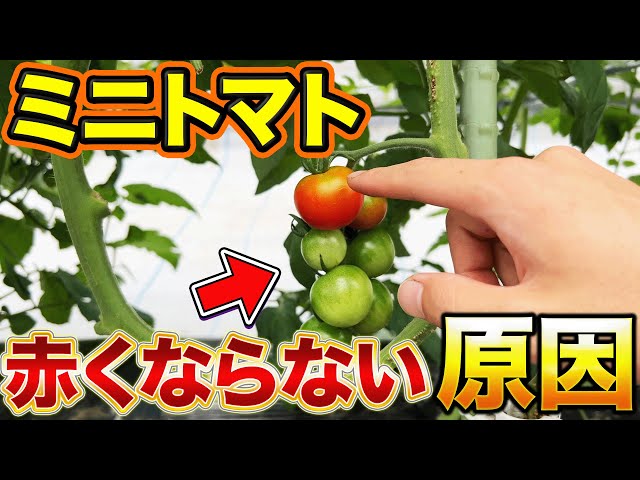Why?] When growing cherry tomatoes, the reason why the tomatoes