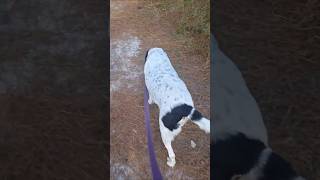 The search begins! Will we find venus fly traps? #flytrap #nature #wildlife #outdoors #dog