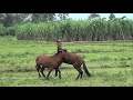 Two Horses Playing Video