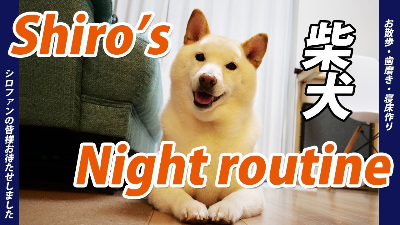 【柴犬】Shiro's Night routine シロのナイトルーティン☆【シロ動画】 - YouTube