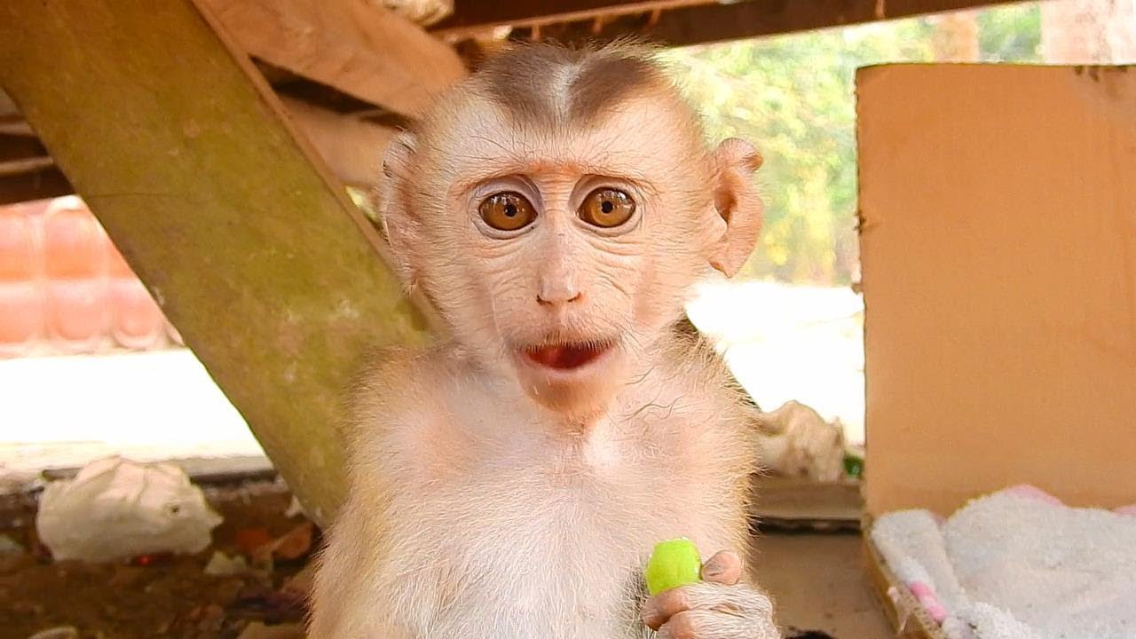 Axel looks so fresh and clean after bathing already | monkey Axel, Axel monkey