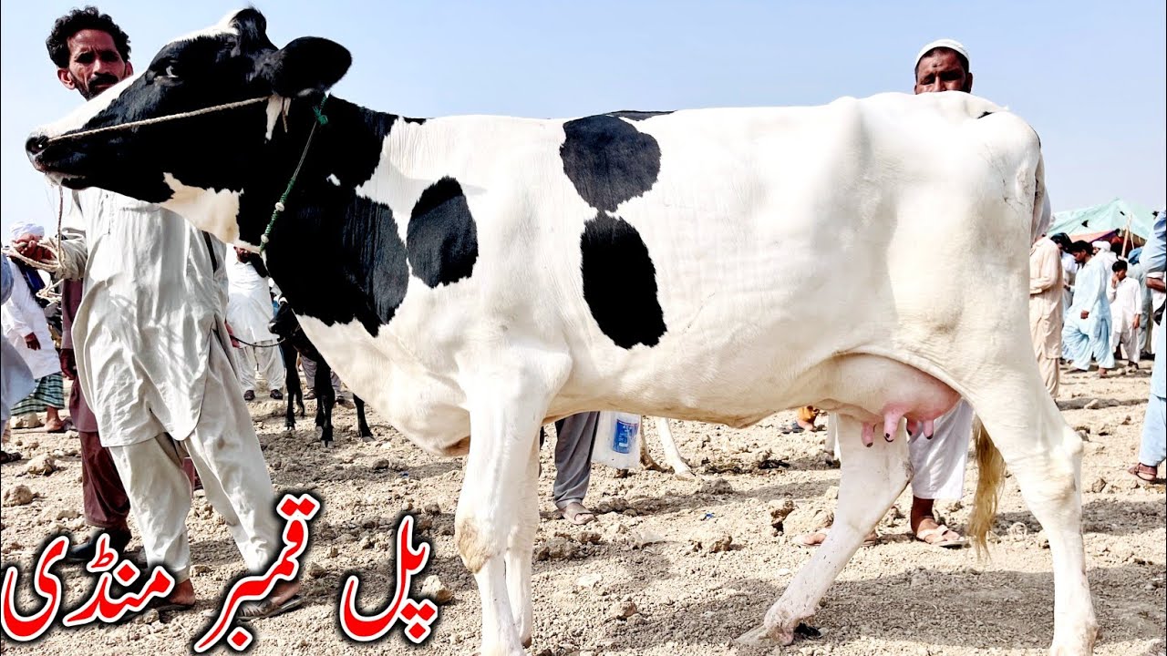 Cow Update Today | Pull Qambar Mandi New Update Australian Cows Jersey Cows Update ...